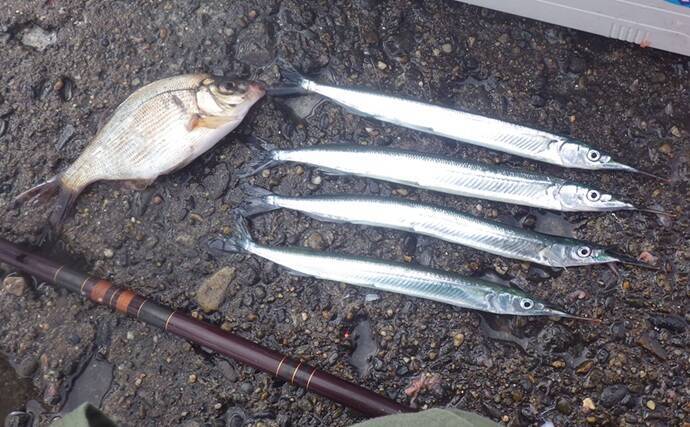 鹿島港サヨリ釣りで本命4匹と苦戦【茨城】まきエサワークとアワセが重要か