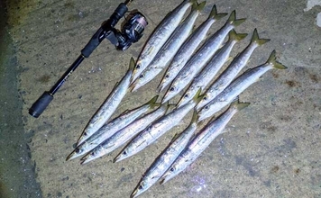 「炙りが大好評！」ショアジギングでカマス連打【和歌山】ブレードジグに好反応