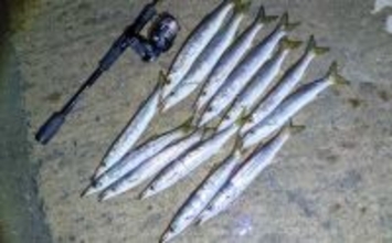 「炙りが大好評！」ショアジギングでカマス連打【和歌山】ブレードジグに好反応