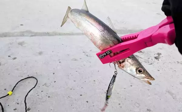 「「炙りが大好評！」ショアジギングでカマス連打【和歌山】ブレードジグに好反応」の画像