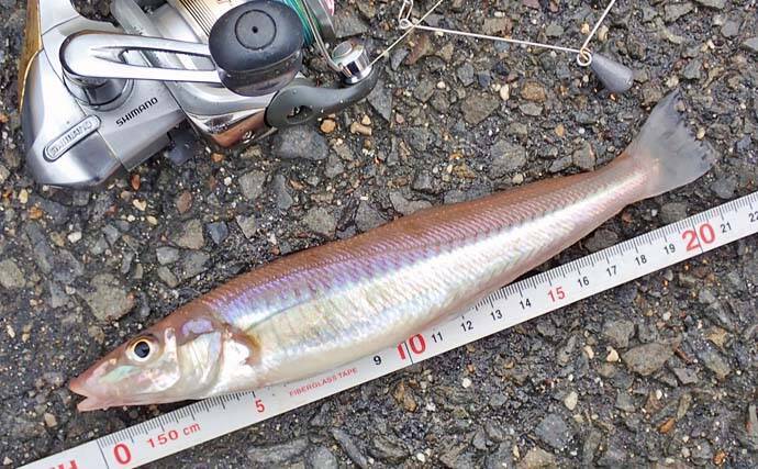 ちょい投げキス釣りで21cm頭に2時間で11匹【三重・四日市港】車横付けで手軽に満喫