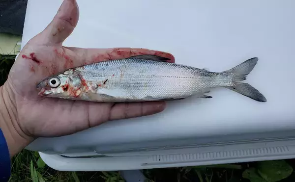 見た目がマス類っぽくない『シナノユキマス』は長野県のご当地マス