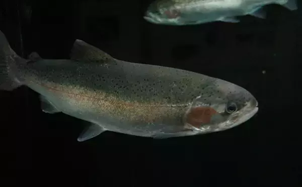 「見た目がマス類っぽくない『シナノユキマス』は長野県のご当地マス」の画像