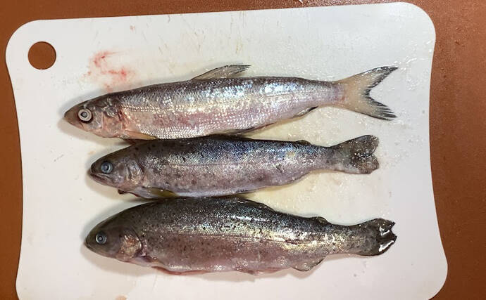 見た目がマス類っぽくない『シナノユキマス』は長野県のご当地マス