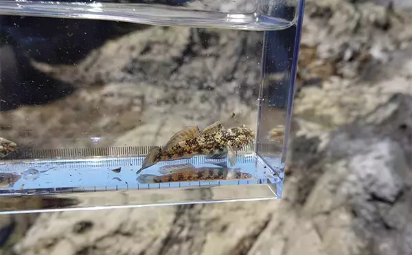 「VTuber『うおむすめ』が磯採集に挑戦！ タイドプールの見釣りで小魚連発に大喜び」の画像