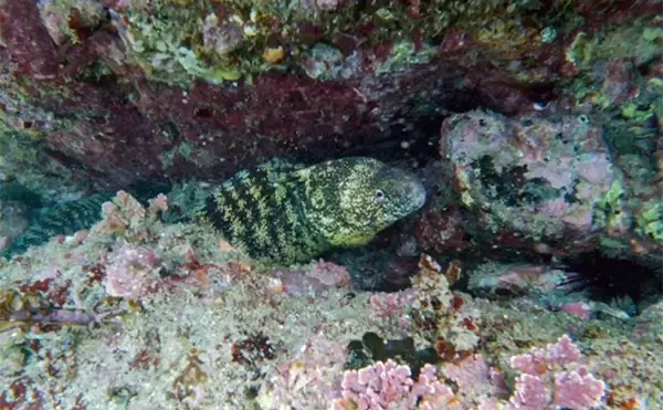 「VTuber『うおむすめ』が磯採集に挑戦！ タイドプールの見釣りで小魚連発に大喜び」の画像