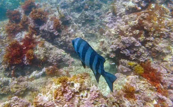 「VTuber『うおむすめ』が磯採集に挑戦！ タイドプールの見釣りで小魚連発に大喜び」の画像