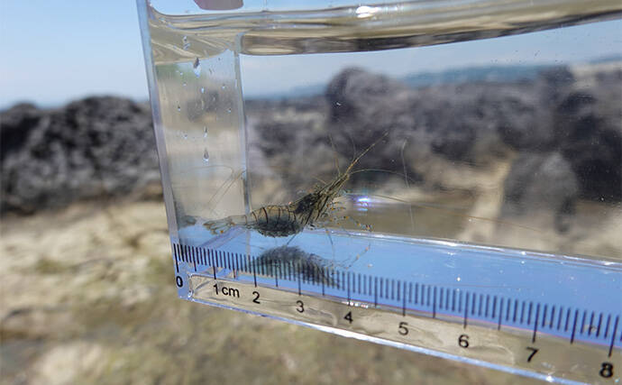 VTuber『うおむすめ』が磯採集に挑戦！ タイドプールの見釣りで小魚連発に大喜び