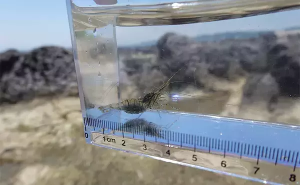 「VTuber『うおむすめ』が磯採集に挑戦！ タイドプールの見釣りで小魚連発に大喜び」の画像