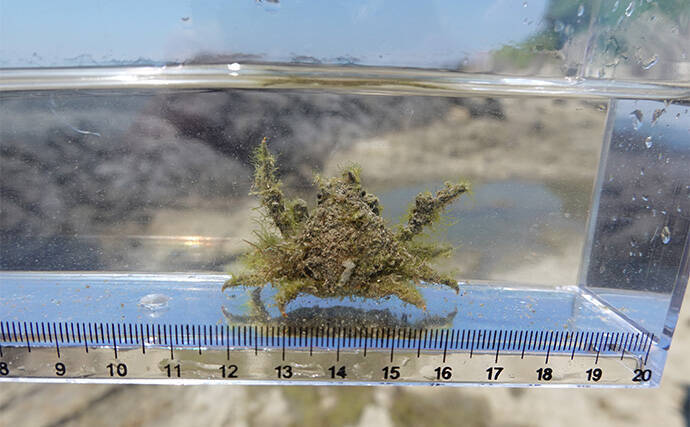 VTuber『うおむすめ』が磯採集に挑戦！ タイドプールの見釣りで小魚連発に大喜び