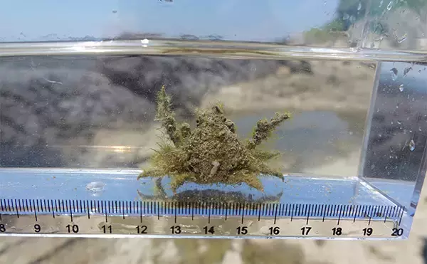 「VTuber『うおむすめ』が磯採集に挑戦！ タイドプールの見釣りで小魚連発に大喜び」の画像