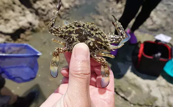 「VTuber『うおむすめ』が磯採集に挑戦！ タイドプールの見釣りで小魚連発に大喜び」の画像