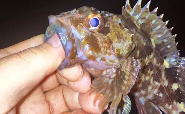 「低活性時はワームが正解！」四日市港のライトゲームでセイゴ＆カサゴを攻略【三重】