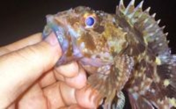 「低活性時はワームが正解！」四日市港のライトゲームでセイゴ＆カサゴを攻略【三重】