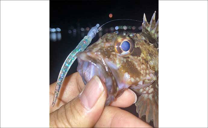 「低活性時はワームが正解！」四日市港のライトゲームでセイゴ＆カサゴを攻略【三重】