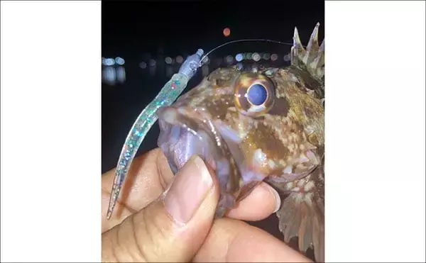 「「低活性時はワームが正解！」四日市港のライトゲームでセイゴ＆カサゴを攻略【三重】」の画像