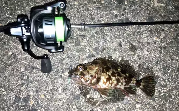 「「低活性時はワームが正解！」四日市港のライトゲームでセイゴ＆カサゴを攻略【三重】」の画像