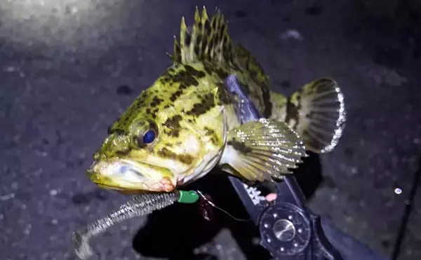 「オフシーズンに期待は禁物だった？」 大阪湾奥ライトゲーム釣行で3連続ボウズ