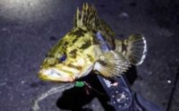 「オフシーズンに期待は禁物だった？」 大阪湾奥ライトゲーム釣行で3連続ボウズ