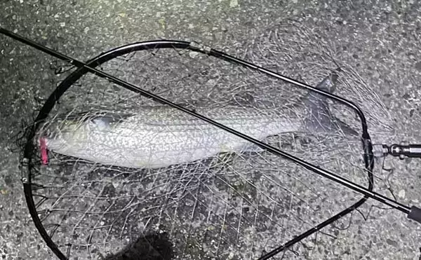 「「オフシーズンに期待は禁物だった？」 大阪湾奥ライトゲーム釣行で3連続ボウズ」の画像