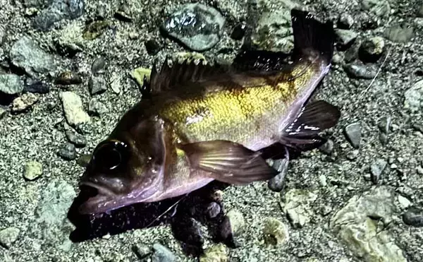 「「オフシーズンに期待は禁物だった？」 大阪湾奥ライトゲーム釣行で3連続ボウズ」の画像