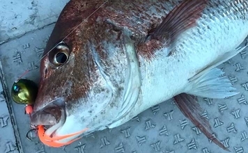 「タイラバはヘッドだけ買えばOK」 お得に楽しむためのコストカット術3選