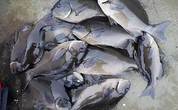 沖磯フカセ釣りで38cm頭に尾長クロ（グレ・メジナ）が入れ食い爆釣【宮崎】