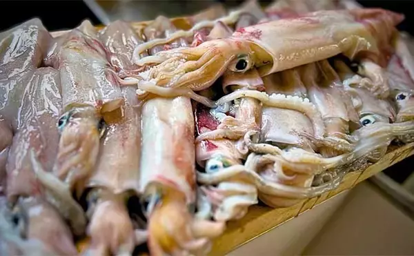 「【これでも渋い？】イカメタル釣行で大型交じりにアカイカが連発（金沢・双雄丸）」の画像