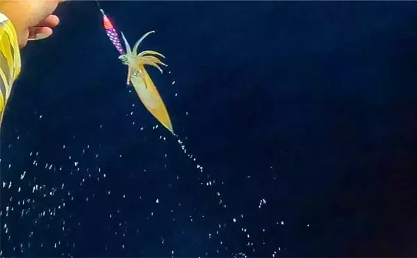 「【これでも渋い？】イカメタル釣行で大型交じりにアカイカが連発（金沢・双雄丸）」の画像