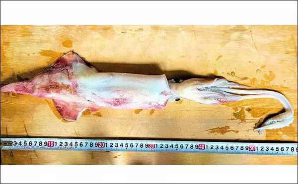 「【これでも渋い？】イカメタル釣行で大型交じりにアカイカが連発（金沢・双雄丸）」の画像