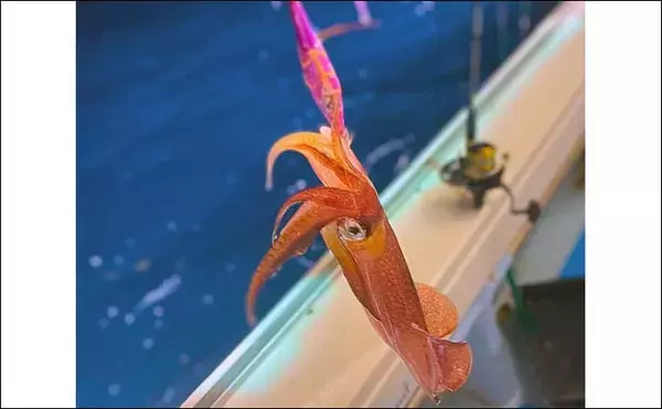 「【これでも渋い？】イカメタル釣行で大型交じりにアカイカが連発（金沢・双雄丸）」の画像