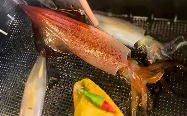 「【これでも渋い？】イカメタル釣行で大型交じりにアカイカが連発（金沢・双雄丸）」の画像