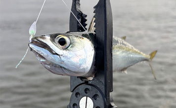 『シーサイドコスモ』のライトルアー釣行でサバ連打！【大阪】ジグサビキとワームにヒット