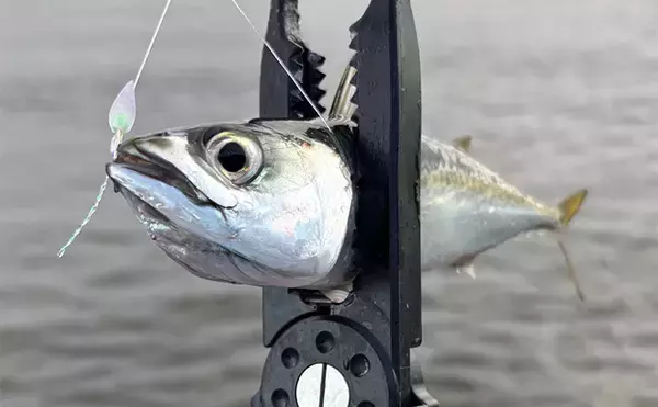 『シーサイドコスモ』のライトルアー釣行でサバ連打！【大阪】ジグサビキとワームにヒット