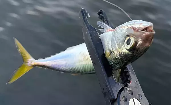 「『シーサイドコスモ』のライトルアー釣行でサバ連打！【大阪】ジグサビキとワームにヒット」の画像