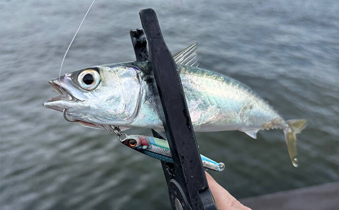 『シーサイドコスモ』のライトルアー釣行でサバ連打！【大阪】ジグサビキとワームにヒット