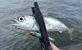 「『シーサイドコスモ』のライトルアー釣行でサバ連打！【大阪】ジグサビキとワームにヒット」の画像3