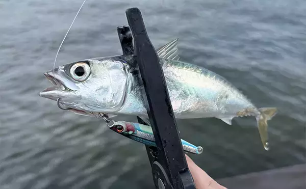 「『シーサイドコスモ』のライトルアー釣行でサバ連打！【大阪】ジグサビキとワームにヒット」の画像