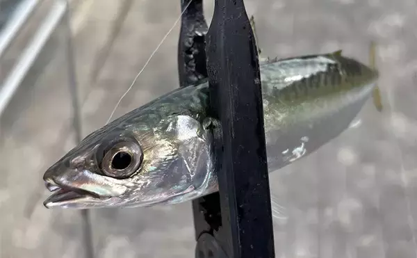 「『シーサイドコスモ』のライトルアー釣行でサバ連打！【大阪】ジグサビキとワームにヒット」の画像