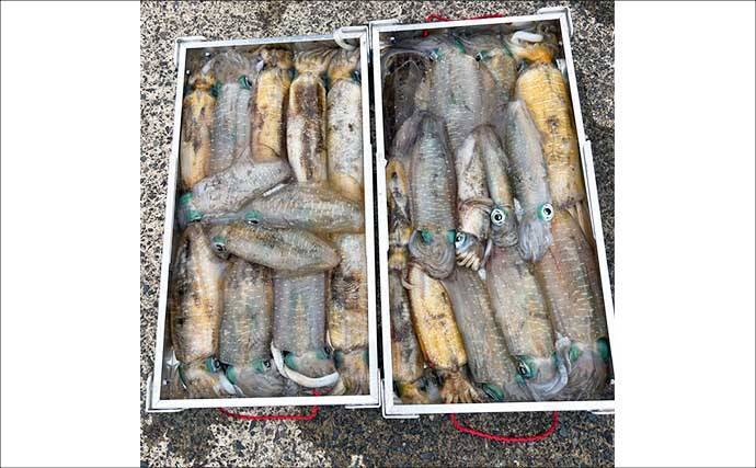 【沖釣り釣果速報】ティップランエギングで釣る人48匹！良型アオリイカが連続ヒット（北陸）