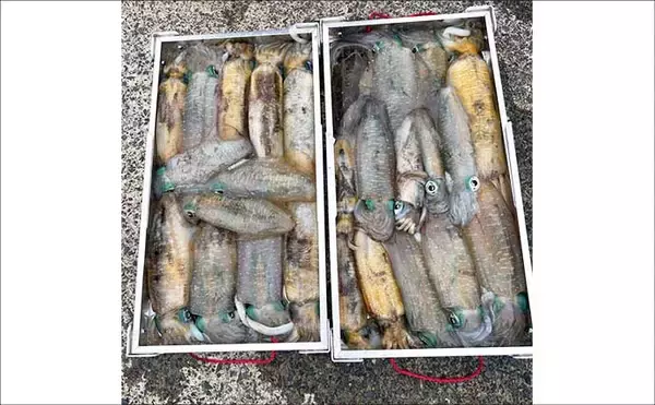 「【沖釣り釣果速報】ティップランエギングで釣る人48匹！良型アオリイカが連続ヒット（北陸）」の画像