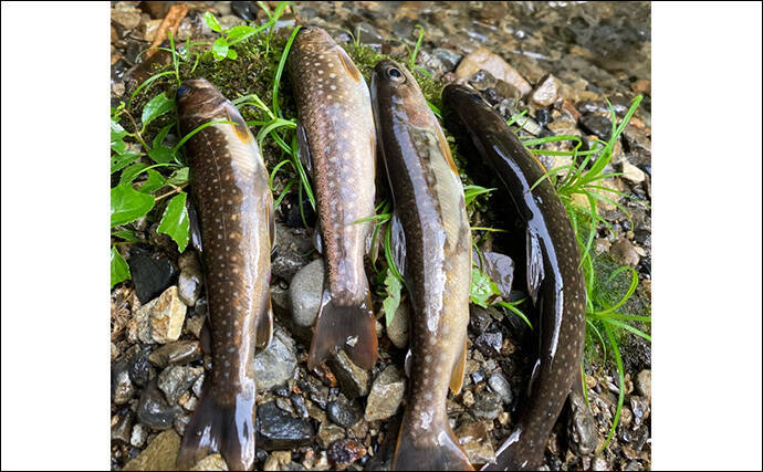 奥多摩の渓流釣りが禁漁に　熊の出没も相次いだ今シーズンを振り返る【東京】