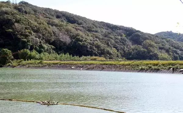 「今週のヘラブナ推薦釣り場2025【静岡・西大谷池】」の画像