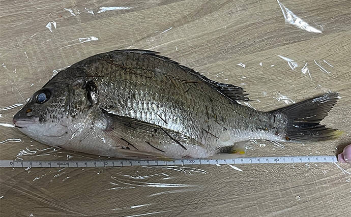 浜名湖ルアーフィッシングで37cmキビレをキャッチ！ ダイソースプーンただ巻きにヒット