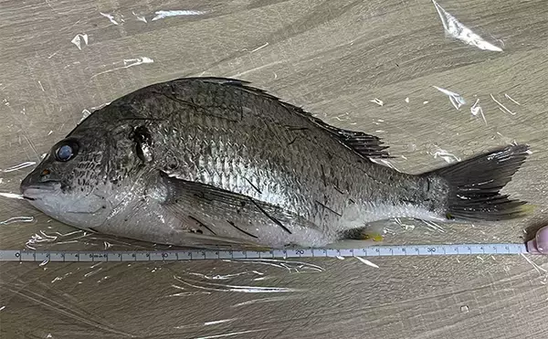 「浜名湖ルアーフィッシングで37cmキビレをキャッチ！ ダイソースプーンただ巻きにヒット」の画像