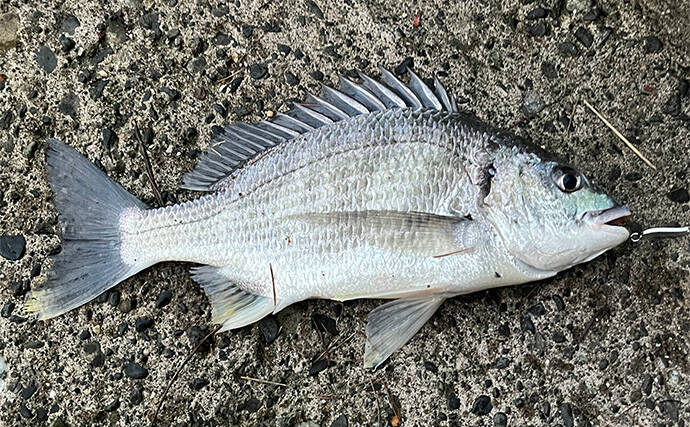 浜名湖ルアーフィッシングで37cmキビレをキャッチ！ ダイソースプーンただ巻きにヒット