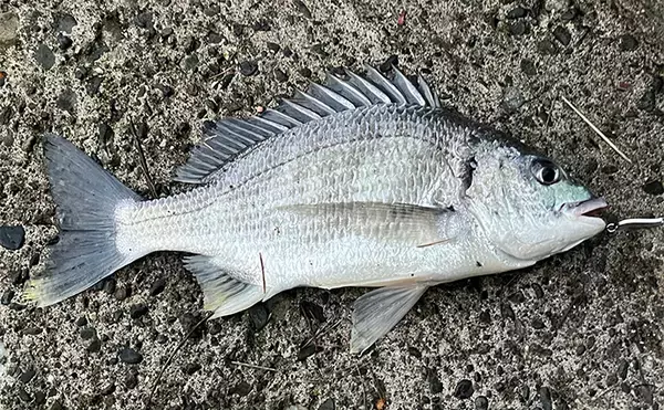 「浜名湖ルアーフィッシングで37cmキビレをキャッチ！ ダイソースプーンただ巻きにヒット」の画像