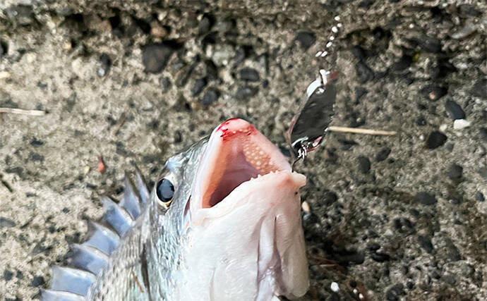 浜名湖ルアーフィッシングで37cmキビレをキャッチ！ ダイソースプーンただ巻きにヒット