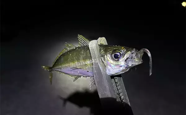 「型狙いでも数狙いでもなし」 冬の釣りの醍醐味は1尾を目指すことにあり？