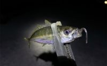 「型狙いでも数狙いでもなし」 冬の釣りの醍醐味は1尾を目指すことにあり？